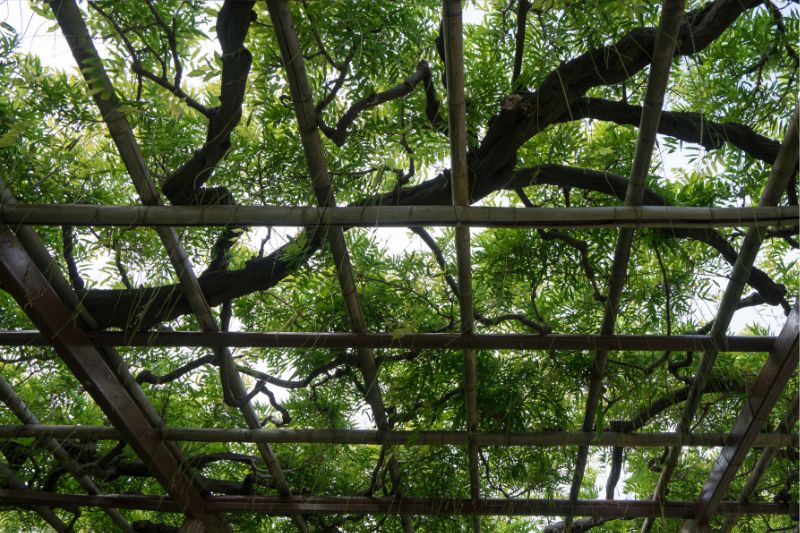 Living Pergola Roof