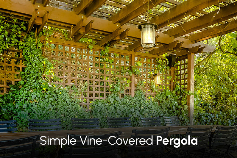 Simple Vine-Covered Pergola